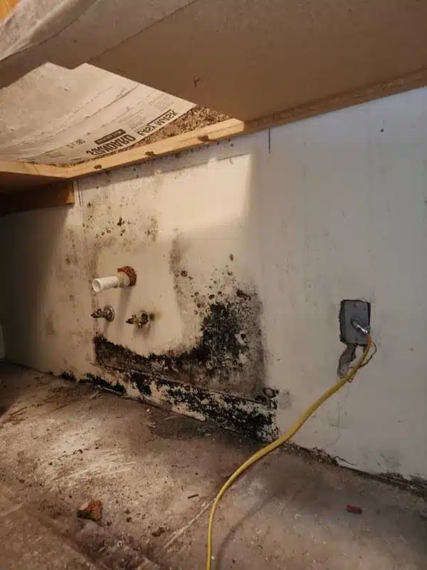 Mold Remediation in Missoula