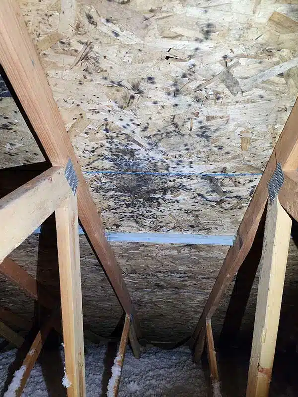 Mold Remediation in Missoula